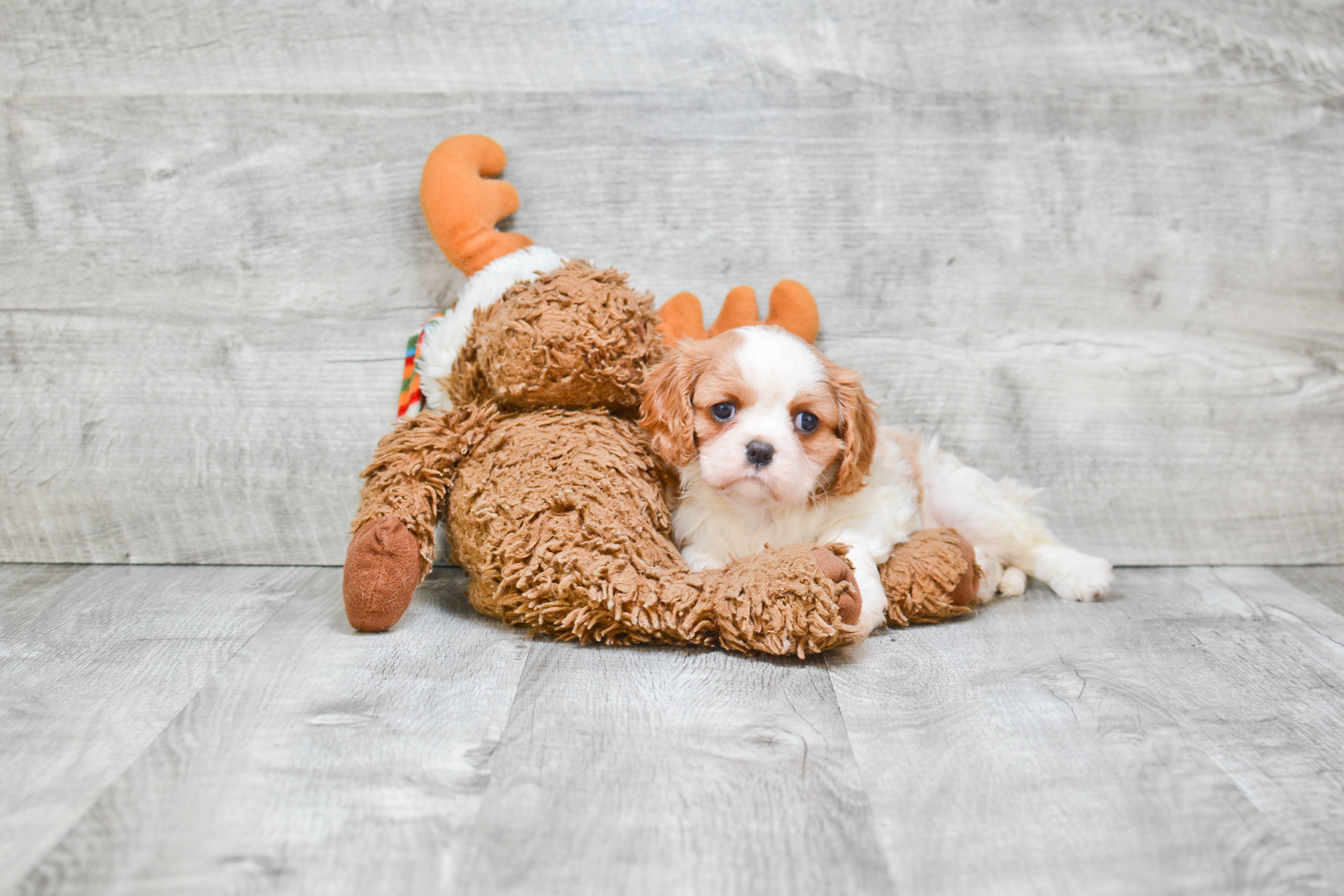 Sweet Cavalier King Charles Spaniel Purebred Puppy