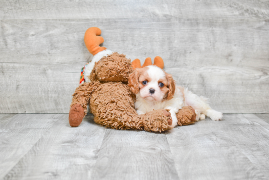 Sweet Cavalier King Charles Spaniel Purebred Puppy