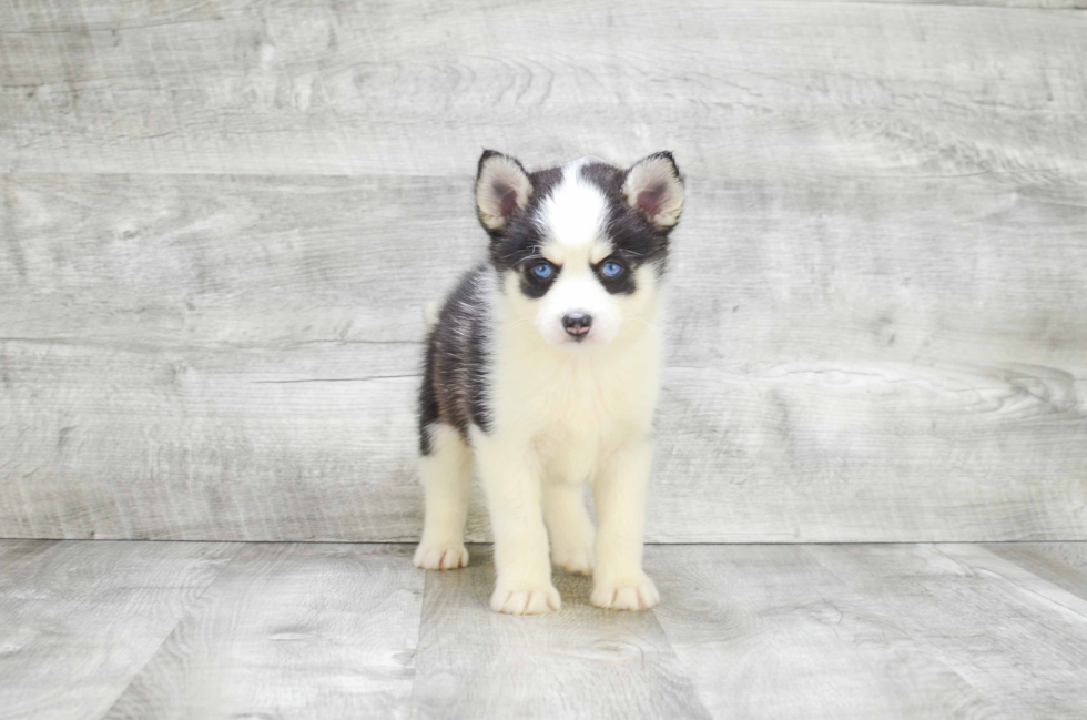 Fluffy Pomsky Designer Pup