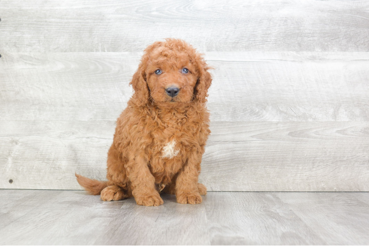 Mini Goldendoodle Pup Being Cute