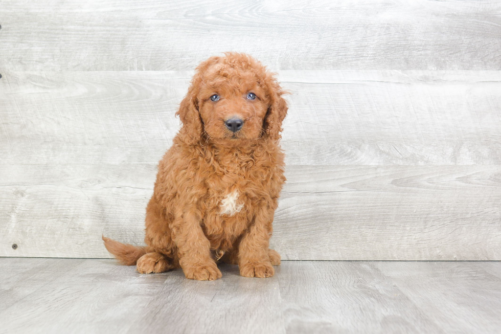 Mini Goldendoodle Pup Being Cute