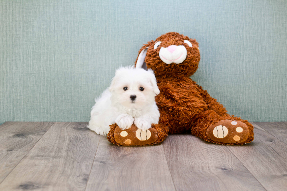 Maltese Pup Being Cute