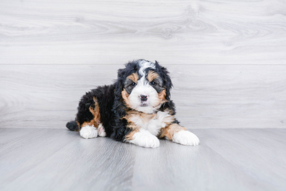 Little Mini Berniedoodle Poodle Mix Puppy