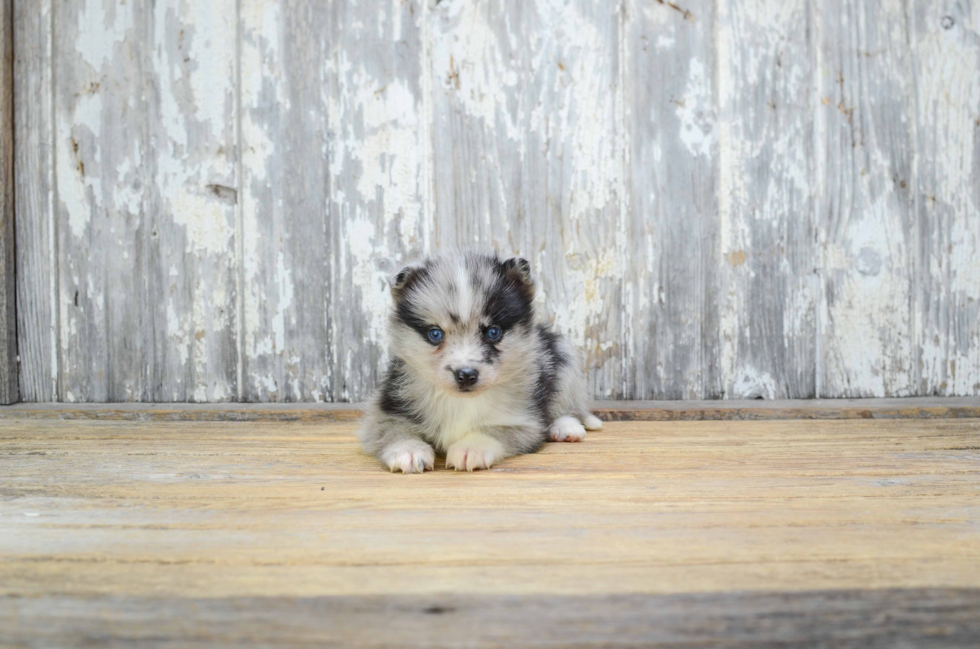 Pomsky Pup Being Cute