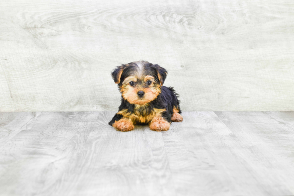 Meet Ronaldo - our Yorkshire Terrier Puppy Photo 