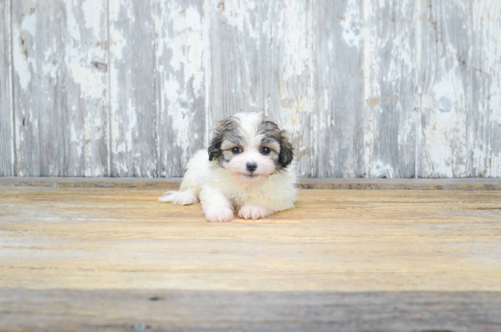 Teddy Bear Puppy for Adoption