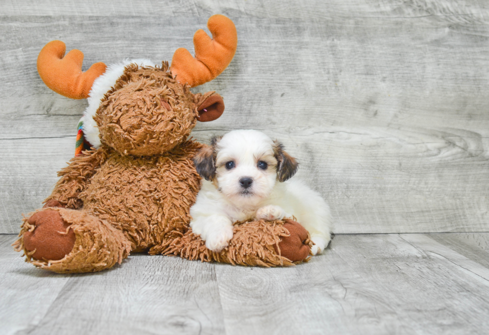 Popular Teddy Bear Designer Pup