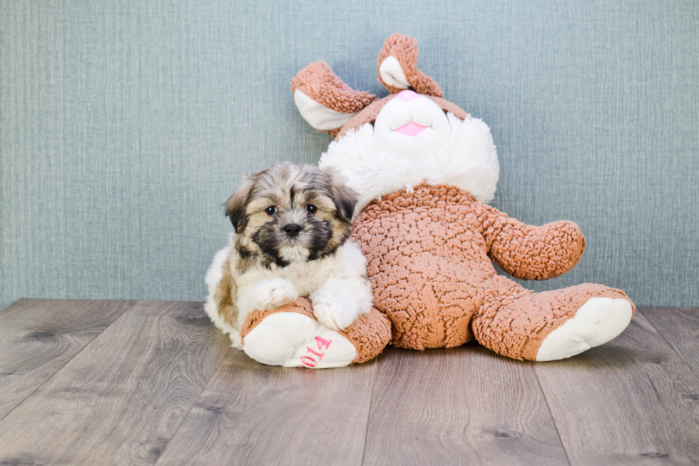 Hypoallergenic Shichon Designer Puppy