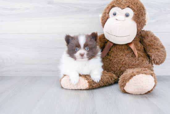 Playful Pomeranian Baby