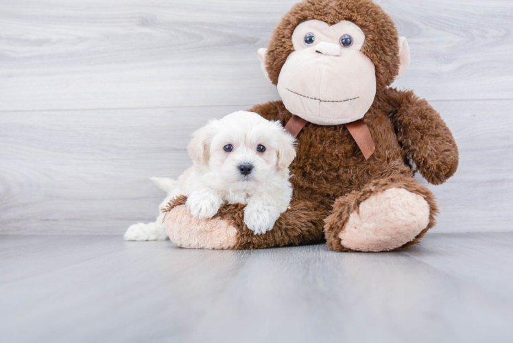 Maltipoo Puppy for Adoption