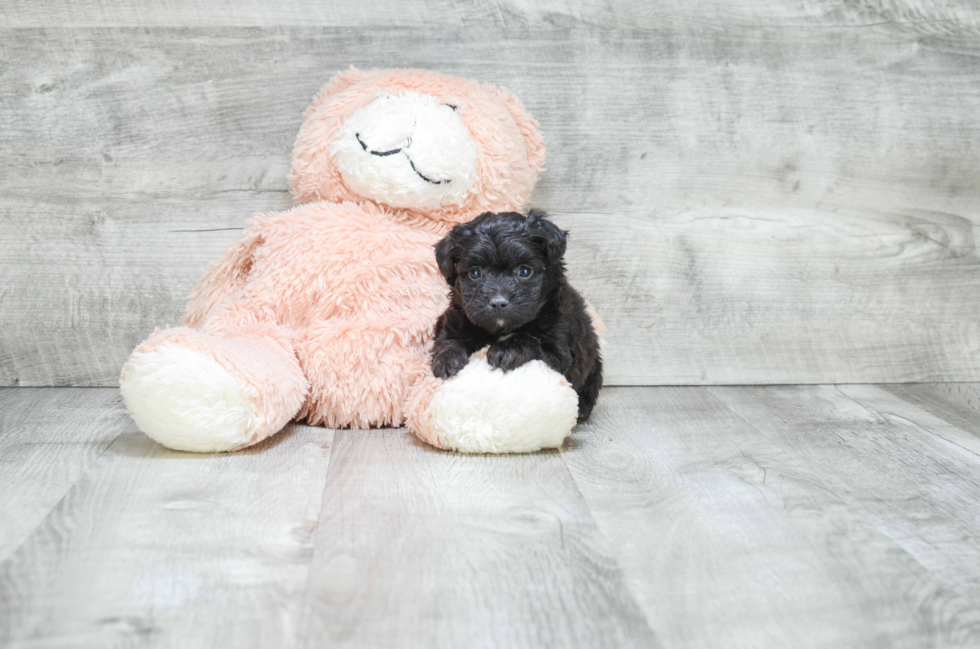 Petite Mini Aussiedoodle Poodle Mix Pup