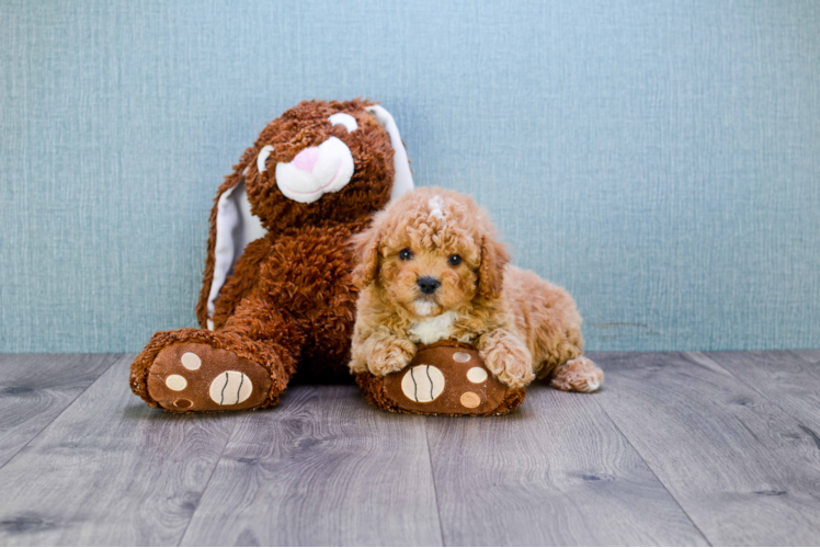 Smart Cavapoo Poodle Mix Pup