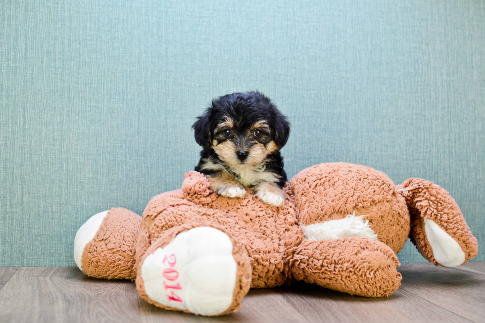 Yorkie Poo Pup Being Cute