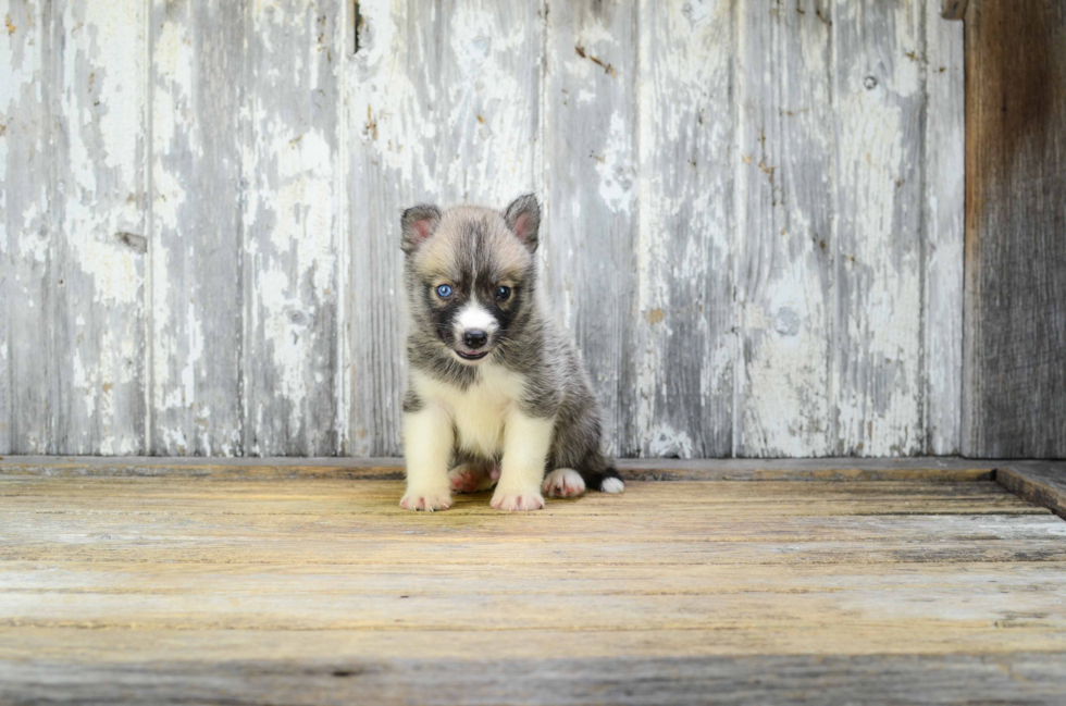 Petite Pomsky Designer Pup