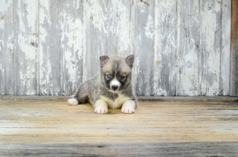 Smart Pomsky Designer Pup