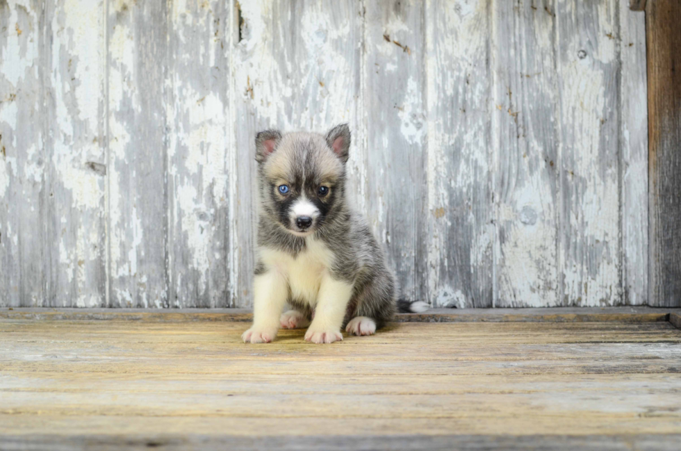 Adorable Mini Husky Designer Puppy