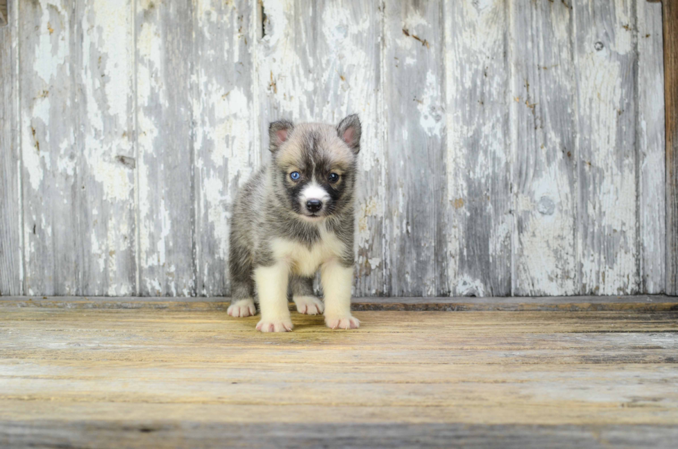 Hypoallergenic Mini Husky Designer Puppy