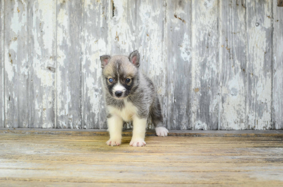 Energetic Mini Husky Designer Puppy