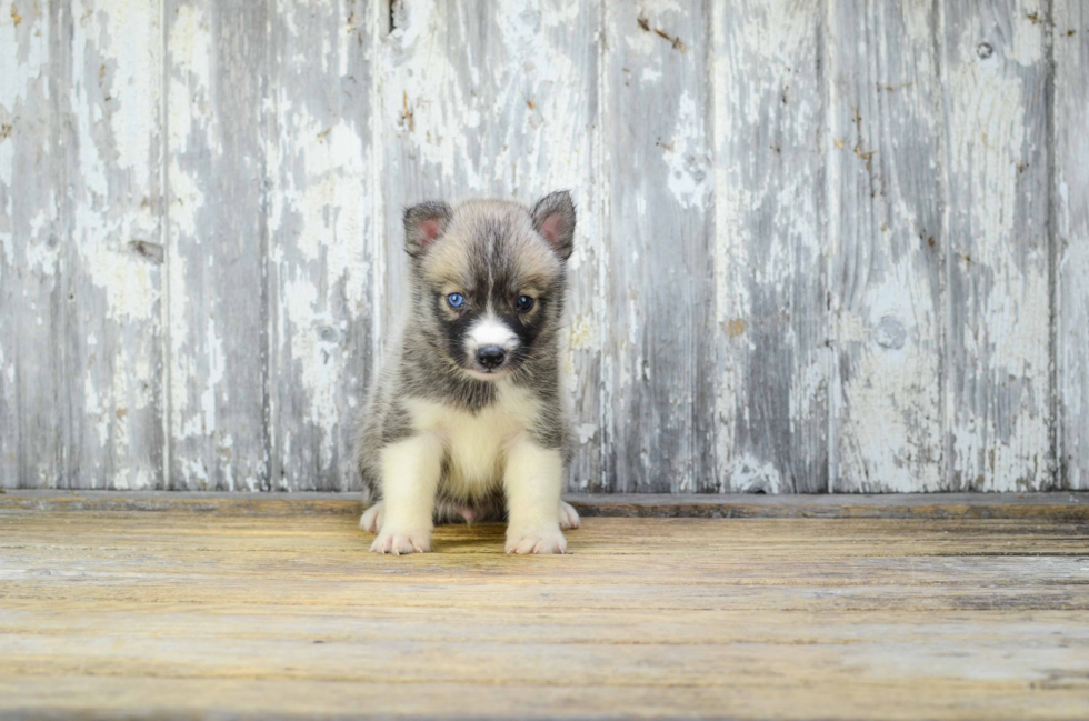 Cute Pomsky Baby