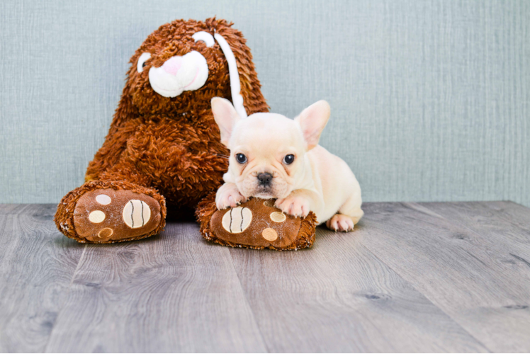 Petite Frenchie Purebred Puppy