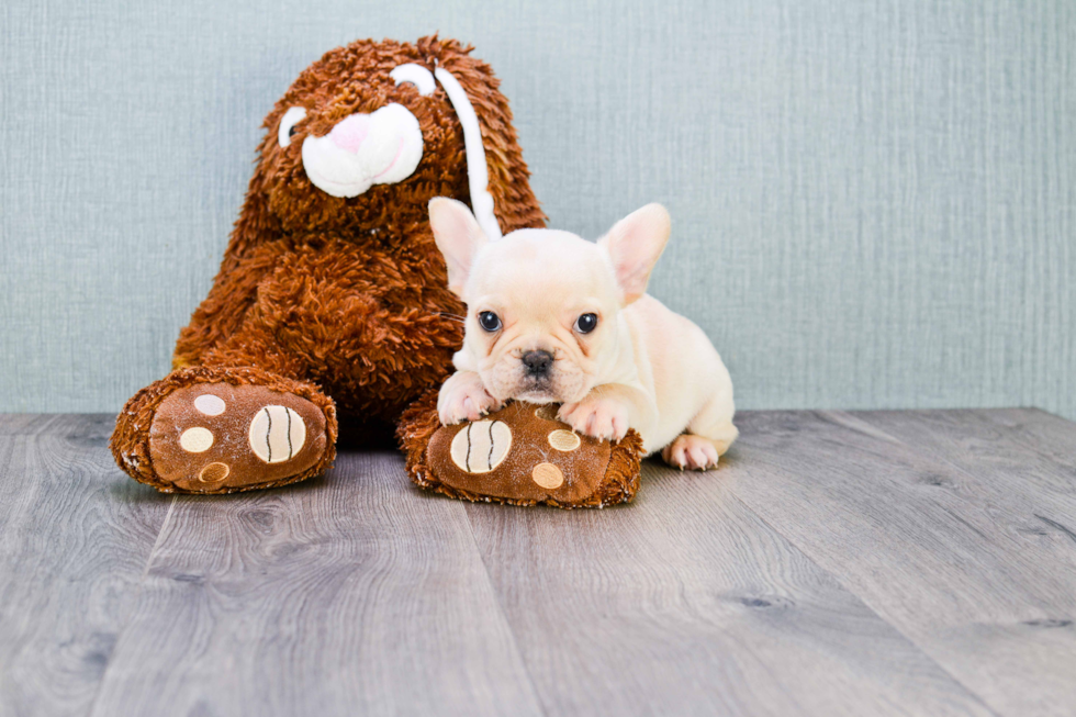 Petite Frenchie Purebred Puppy