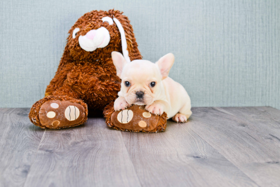 Petite Frenchie Purebred Puppy