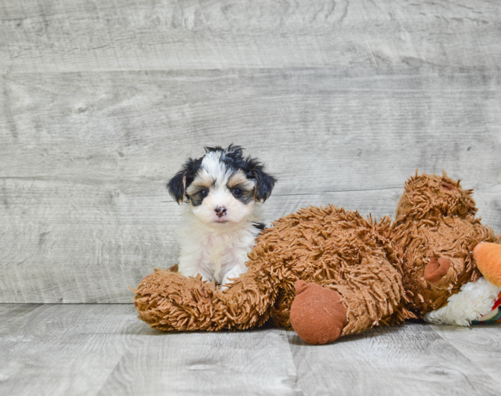 Morkie Puppy for Adoption