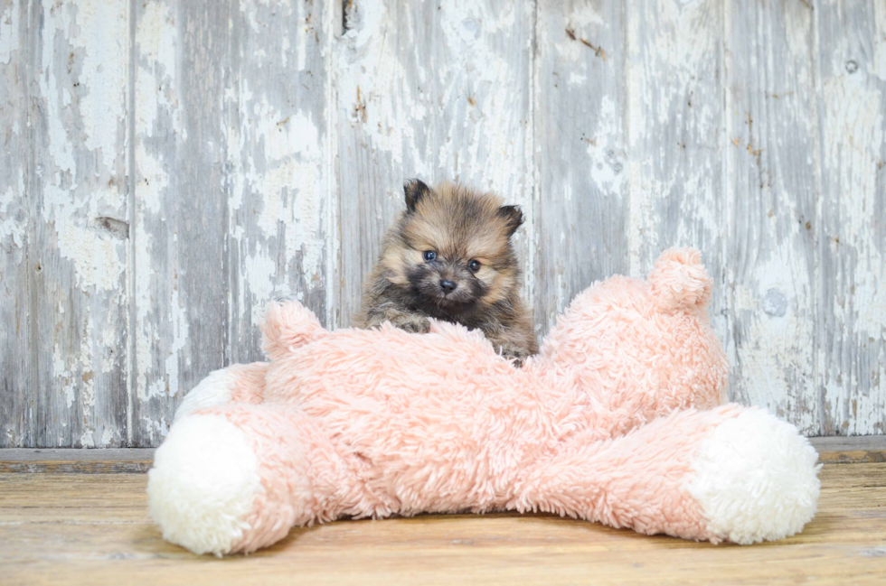 Energetic Pomeranian Purebred Puppy