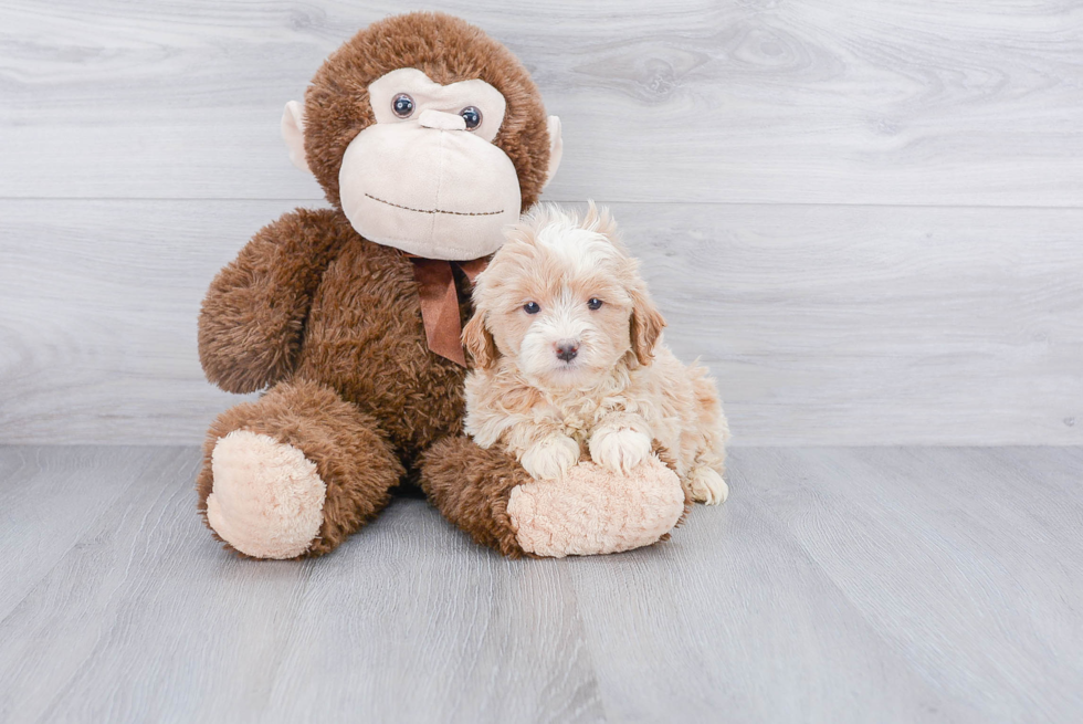 Popular Mini Goldendoodle Poodle Mix Pup