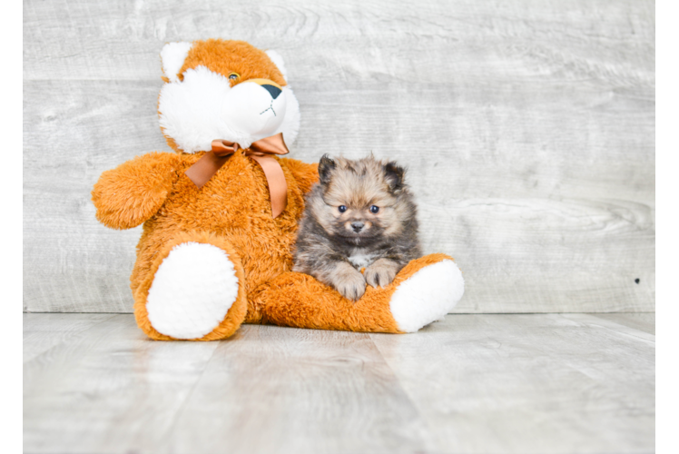 Small Pomeranian Baby