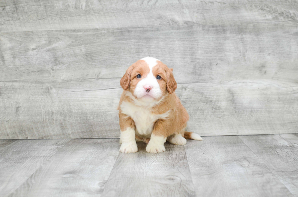 Hypoallergenic Golden Retriever Poodle Mix Puppy