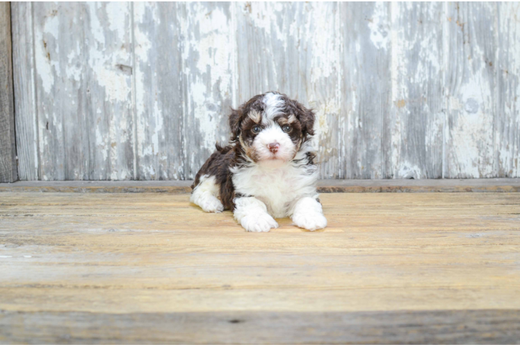 Little Havanese Baby