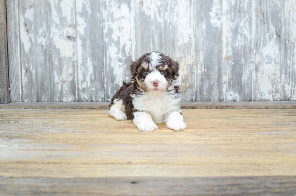 Little Havanese Baby