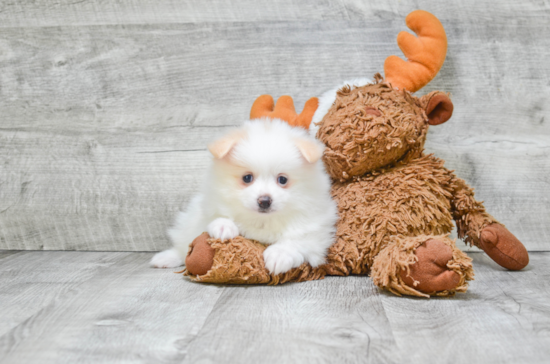 Hypoallergenic Pomeranian Purebred Pup