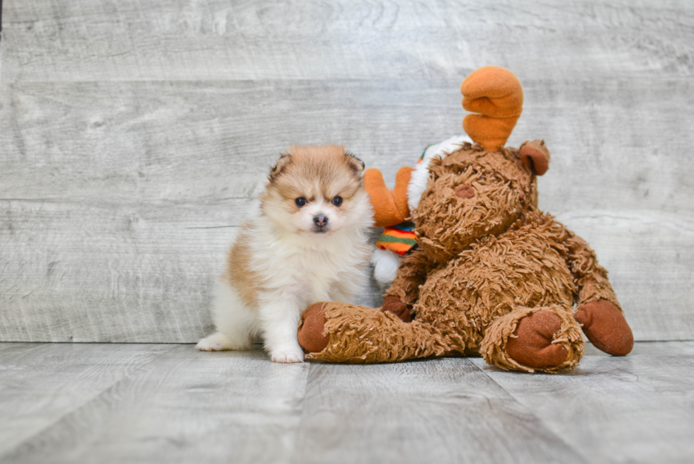 Pomeranian Pup Being Cute