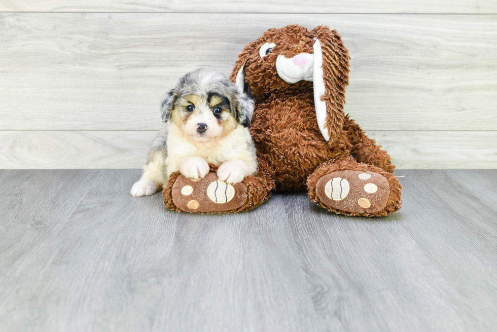 Mini Aussiedoodle Puppy for Adoption