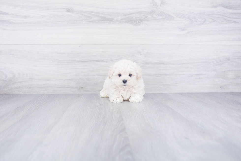 Best Maltipoo Baby