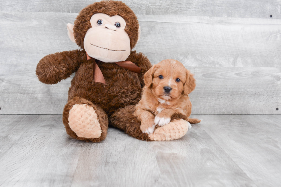 Best Mini Goldendoodle Baby