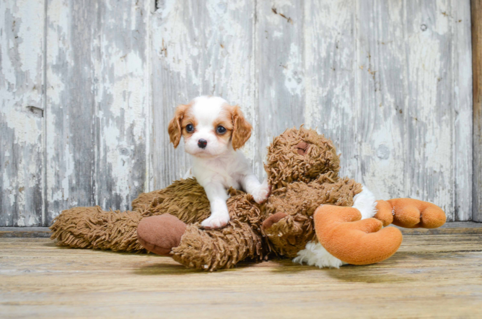 Cavalier King Charles Spaniel Pup Being Cute