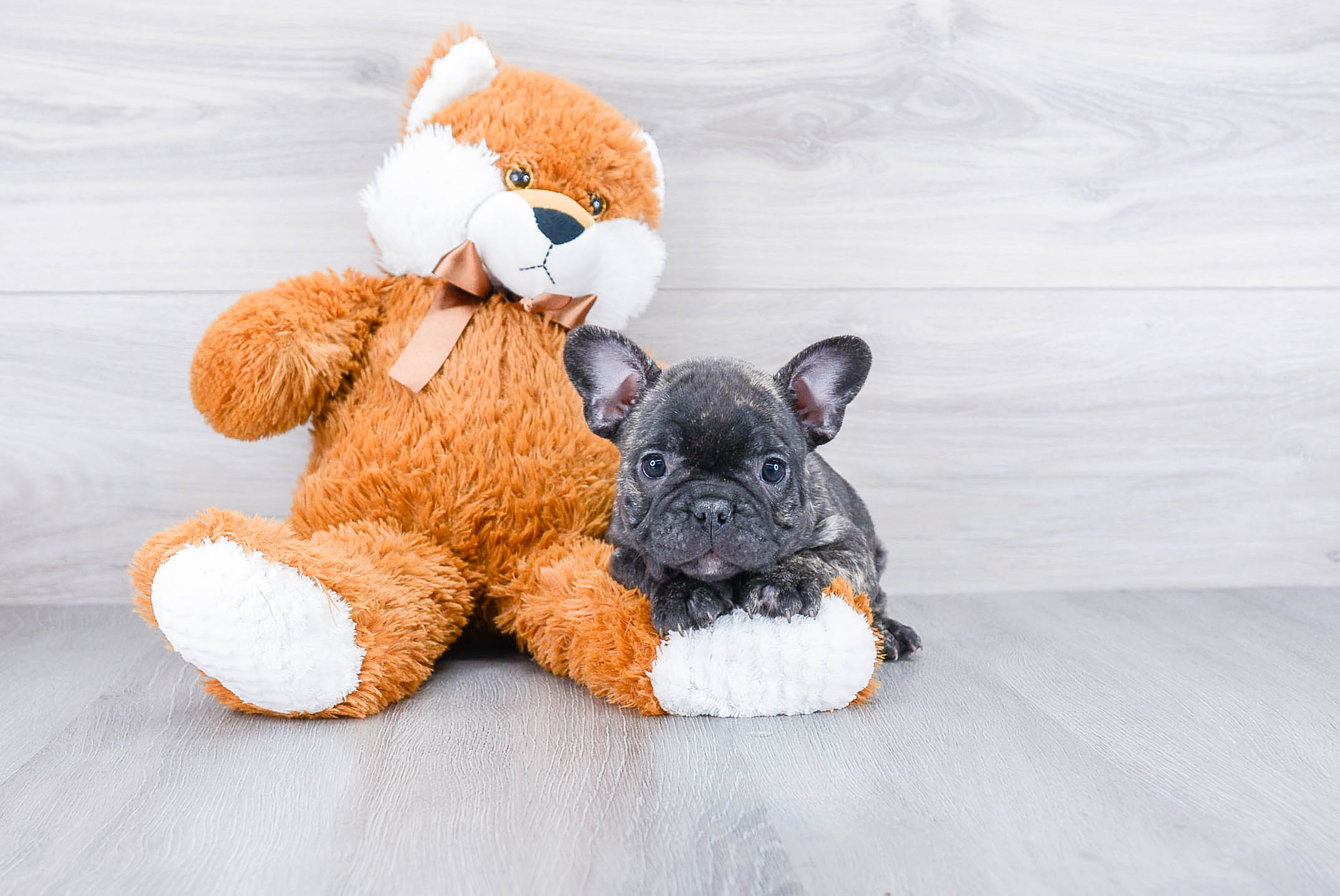 French Bulldog Puppy for Adoption