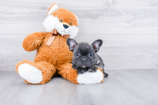 French Bulldog Puppy for Adoption