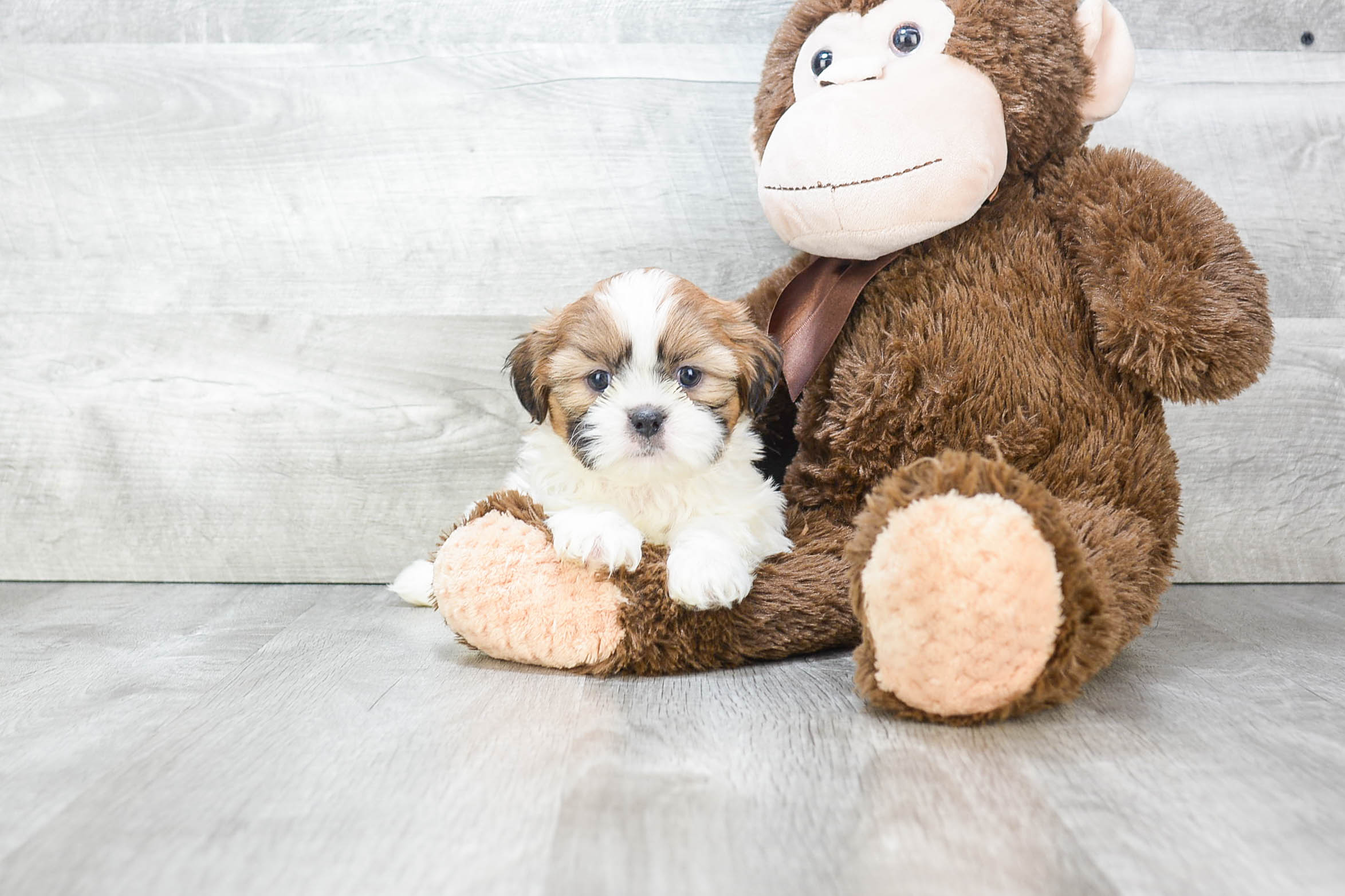 Friendly Teddy Bear Baby