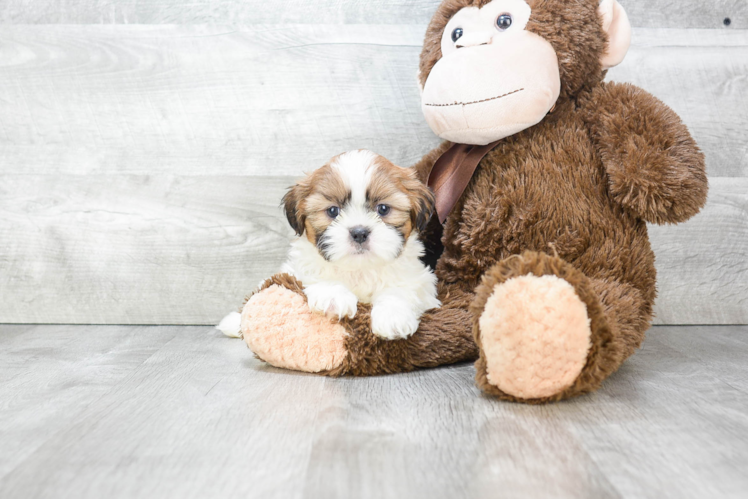 Friendly Teddy Bear Baby