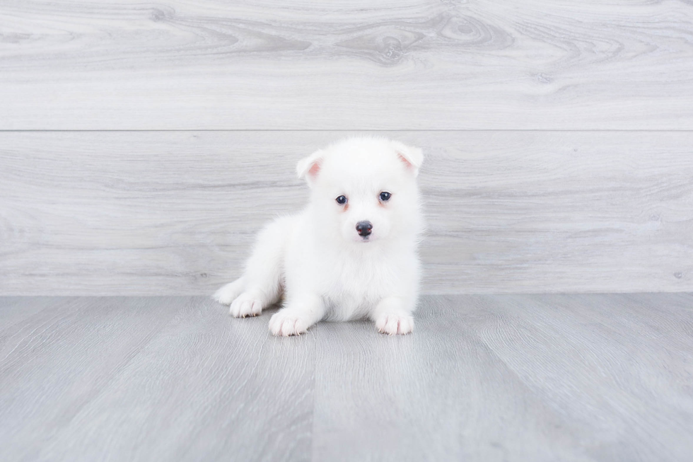 Hypoallergenic Mini Husky Designer Puppy