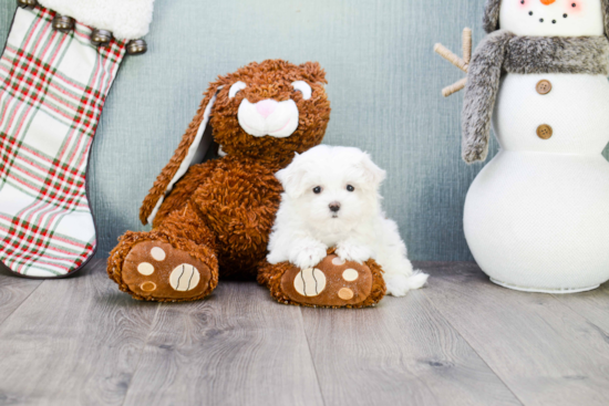 Fluffy Maltese Purebred Puppy