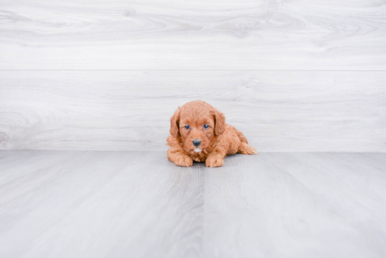 Mini Goldendoodle Puppy for Adoption