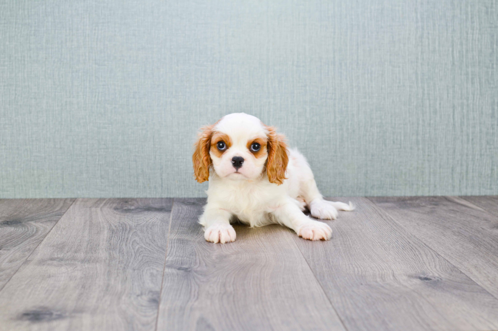 Playful Cavalier King Charles Spaniel Purebred Pup