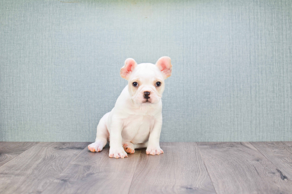 Playful French Bulldog Purebred Pup