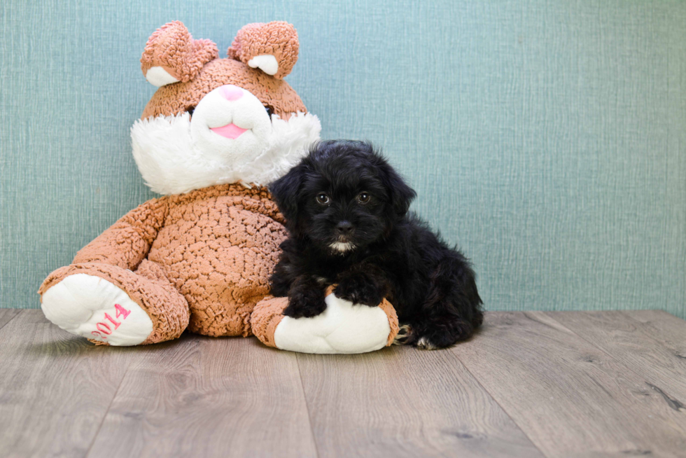 Energetic Yorkie Doodle Poodle Mix Puppy