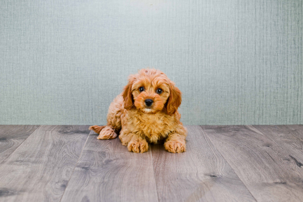 Smart Cavapoo Poodle Mix Pup